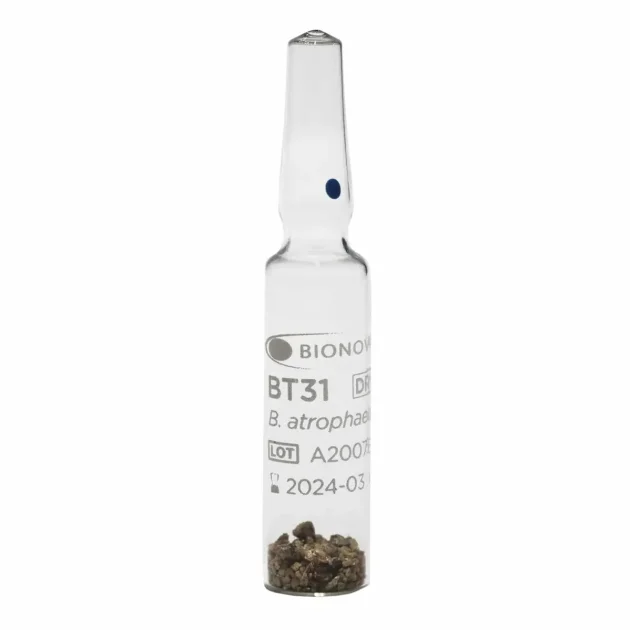 BT31 - Ampola de esporos para processos de esterilização por calor seco