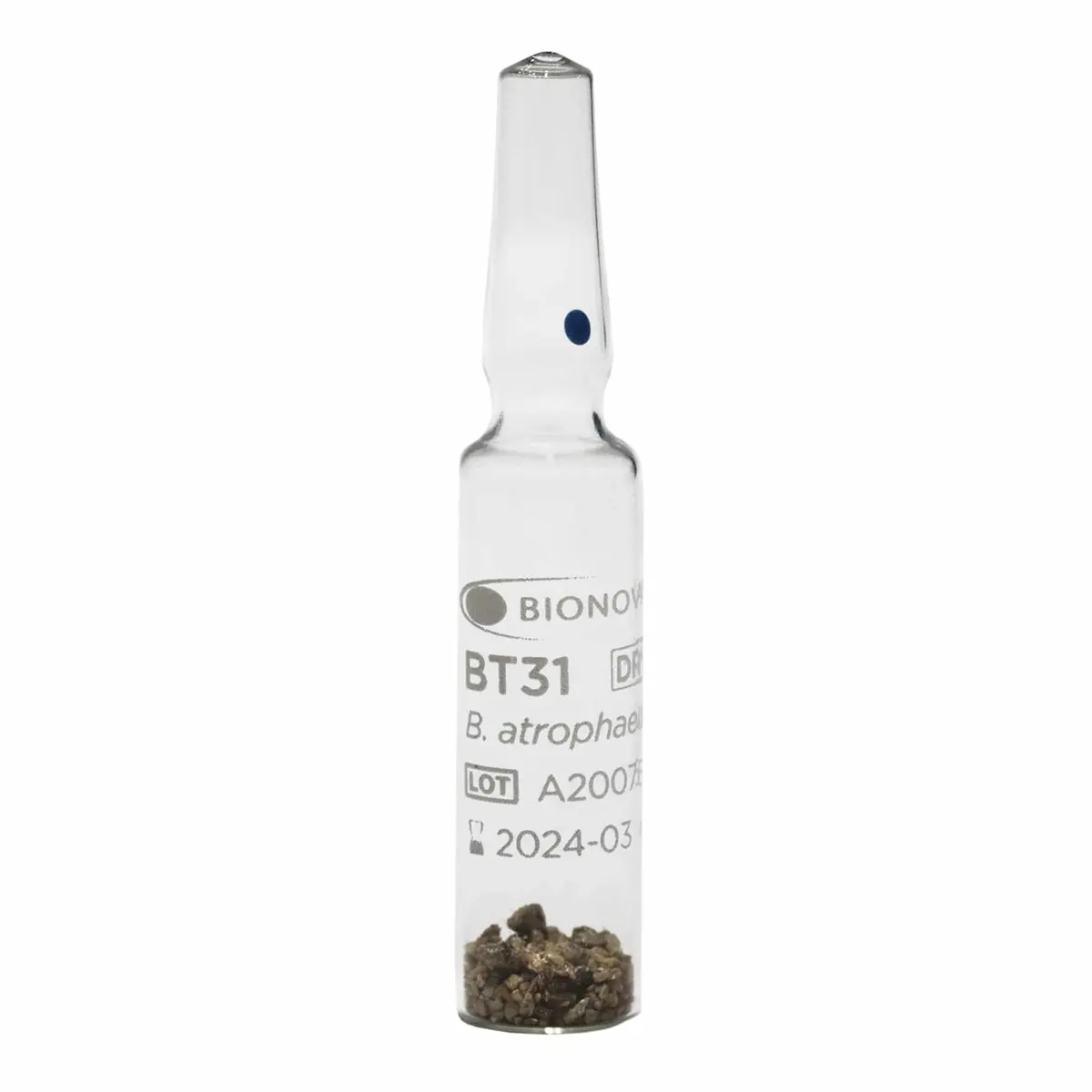 BT31 - Ampola de esporos para processos de esterilização por calor seco