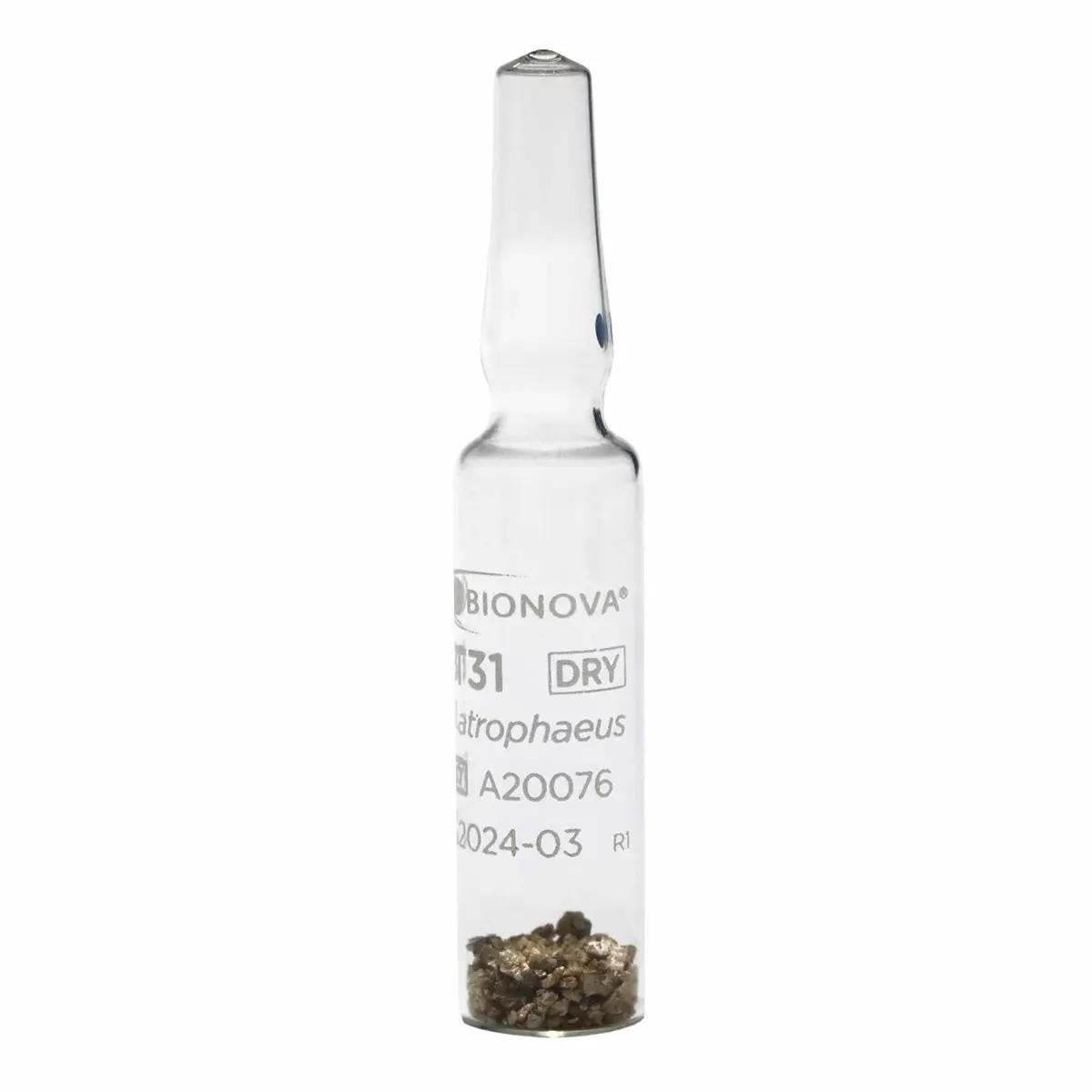 BT31 - Ampola de esporos para processos de esterilização por calor seco - Image 2